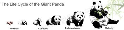 Datos Que No Sabías Sobre Los Osos Pandas Ciclo De Vida