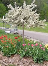 Photos of Flowering Ornamental Trees Zone 6