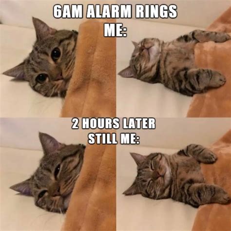 100 Funniest Cat Memes Ever 2022