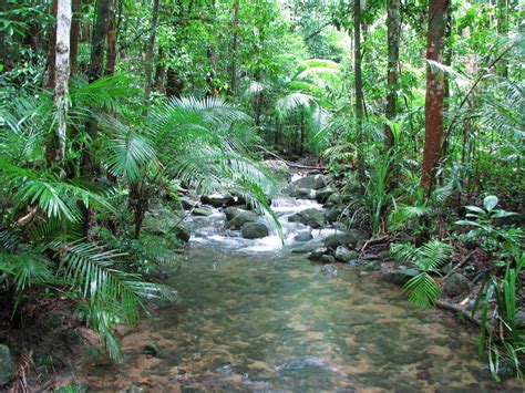 Description Biomes Of The Tropical Rainforest