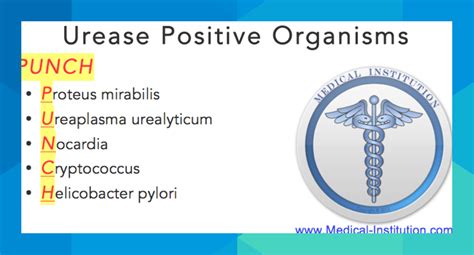 Urease Positive Organisms Mnemonic Usmle Mnemonics Medical Mnemonics