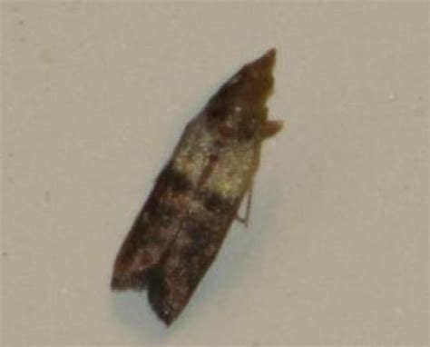 Do you have problems with tiny hard shelled bugs on your kitchen countertops drug store beetles. How to get rid of moths in your kitchen cupboards | hubpages