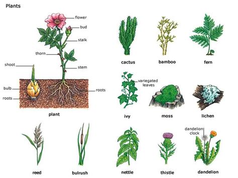 Flowers And Plants Vocabulary In English Types Of Flowers Plants