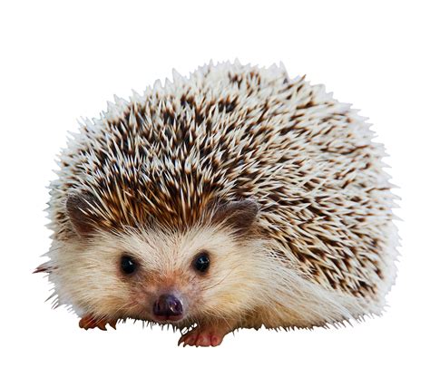 Hedgehog Clip Art Image Cartoon Hedgehog Png Images