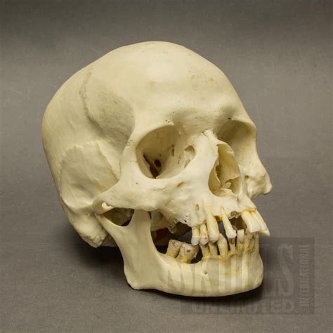 Real Human Skulls For Sale Real Human Skull Human Skull Skulls For Sale