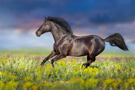 Horse With Long Mane Run In Flowers Meadow Stock Image Image Of