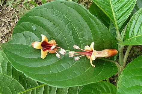 Nature And Farming Madre De Agua Or Trichanthera Plant