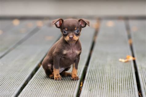 Teacup Chihuahuas The Facts About Miniature Chihuahuas