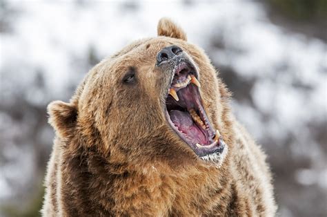 Interpreting The Many Sounds And Calls Of Bears Lions Tigers And Bears