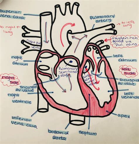 Heart Diagram Graph Diagram