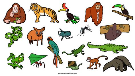 Science With Me Learn About Rainforest Animals