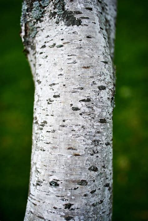 Closeup Of Birch Tree Bark Stock Photo Image Of Color 140419342