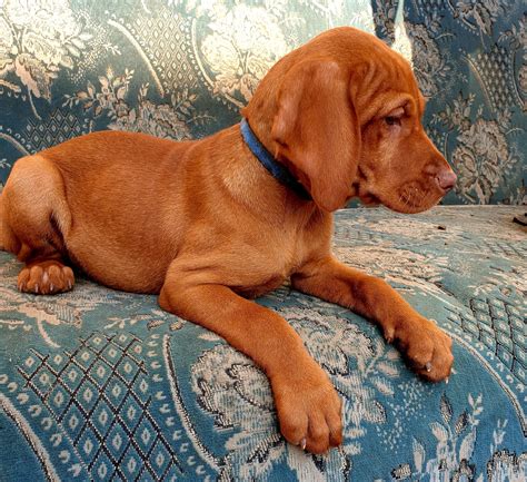 Use the search tool below and browse adoptable vizslas! Sydney | Purebred, healthy Hungarian Vizsla puppy for sale