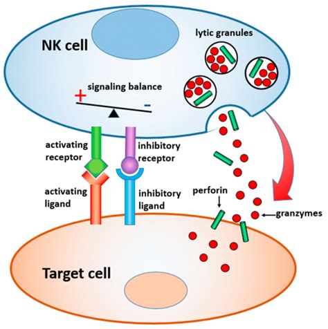 Nk细胞疗法nk细胞抗癌抗肿瘤这些发展方向值得关注全球肿瘤医生网