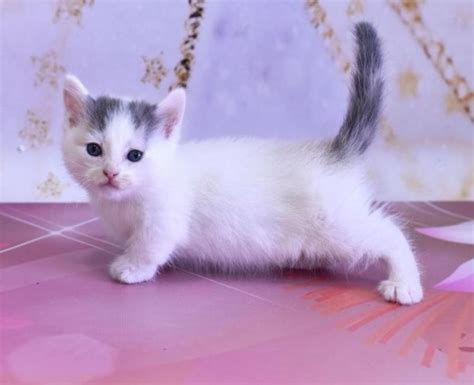 A scottish fold munchkin & british shorthair breeder. Stunning Munchkin Kittens FOR SALE ADOPTION from Manila ...