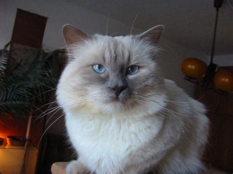 Colorpoint shorthairs should be long and lean. ragdoll lilac colorpoint.jpg