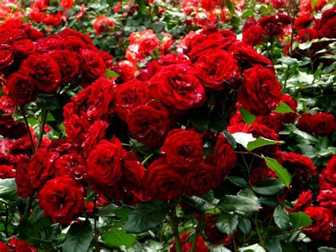 Roses Many Red Shrubs Flowers Wallpapers Hd Desktop And Mobile