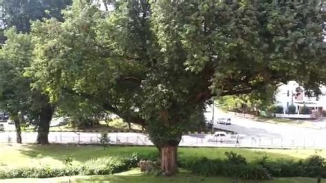 Tamarind Tree Pokok Asam Jawa Youtube