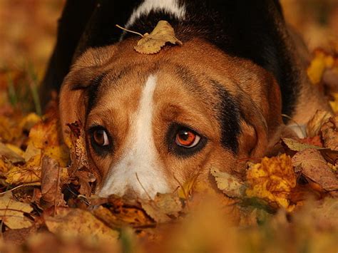Sad Autumn Dog Dog Animal Fall Sorrow Sadness Sad Leaves Brown