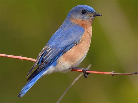 Bird Of The Week Eastern Bluebird Travis Audubon