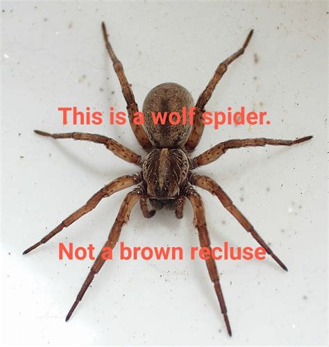Are There Brown Recluse Spiders In Ohio