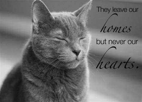 Losing someone we love is the hardest thing we'll ever face, and for most pet lovers, losing a pet is no different. How to Cope With Losing a Cat