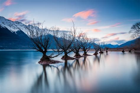 Guardians Of Glenorchy The Famous Willow Trees Of Glenorch Flickr