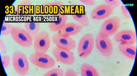 Fish Blood Smear Microscope X X YouTube
