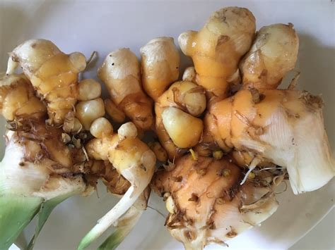 Ginger And Turmeric Tropical Superfoods For The Garden Nc