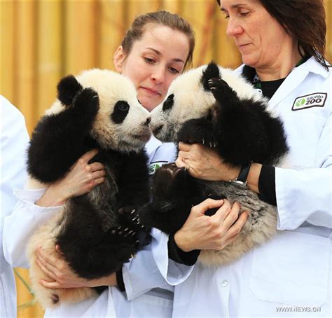 Twin Panda Cubs At Toronto Zoo Now Have Their Names Cn