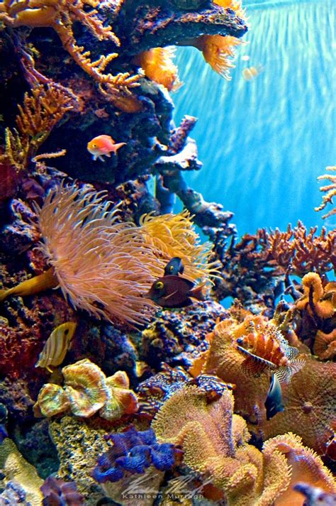 Coral Reef By Ceardach On Deviantart Sea Animals Ocean Creatures