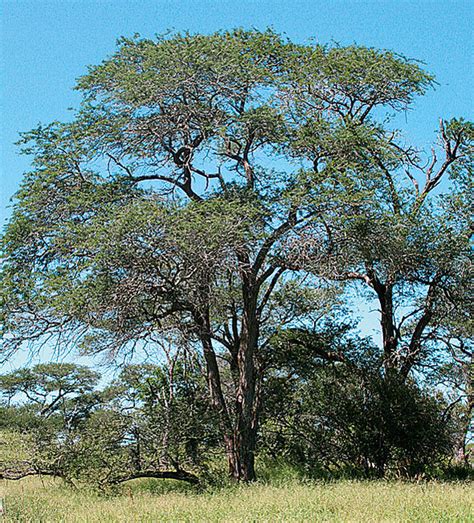 Bushveld Indigenous Trees Indigenous Trees South Africa