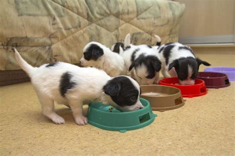 How To Cure Loose Stools In A Puppy Cuteness