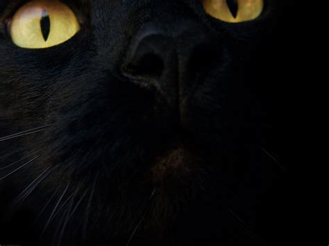 Black Cat Screensavers And Wallpaper Wallpapersafari