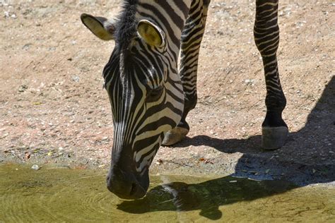 Plains zebra live in a wide range in africa, from ethiopia, all the way down to south africa. Jungle Maps: Map Of Africa Where Zebras Live