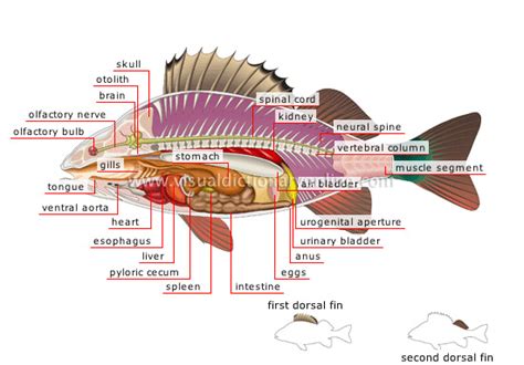 Fish Muscle Anatomy