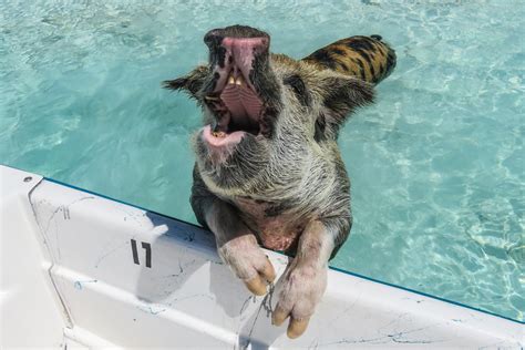 How To Visit The Swimming Pigs Bahamas And Exuma Pigs Tour