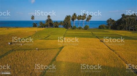 Aerial View Of A Rice Field Philippines Stock Photo Download Image