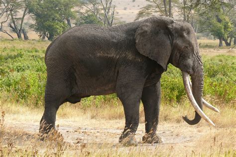 African Elephant | Some True Facts & Fresh Photos | Wildlife Of World