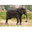 African Elephant  Some True Facts & Fresh Photos Wildlife Of World