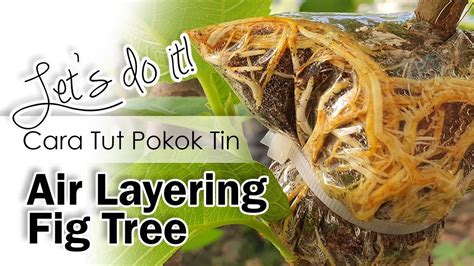 Cara ini boleh dipraktikkan pada pokok lain. How to Air Layering Fig Tree / Cara Tut Pokok Tin - YouTube