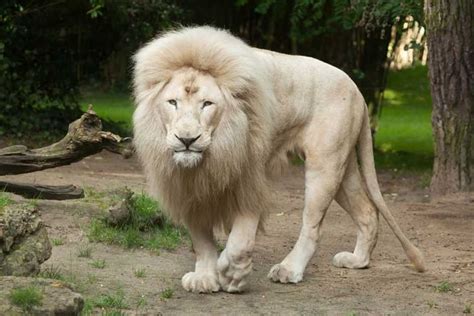 Fun White Lion Facts For Kids