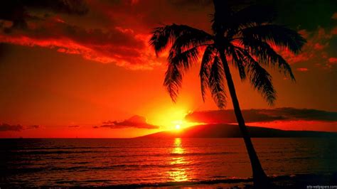 Tropical Sunset Wallpapers Top Free Tropical Sunset Backgrounds