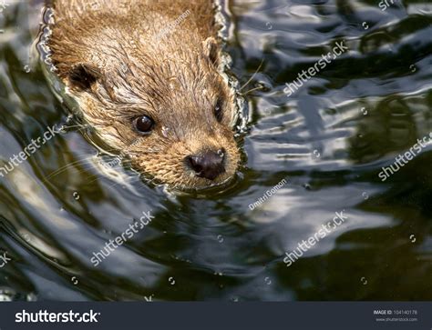Eurasian Otter Swimming In The Pond Stock Photo 104140178 Shutterstock