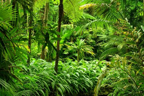 Download Greenery Rainforest Jungle Tree Nature Forest 4k Ultra Hd