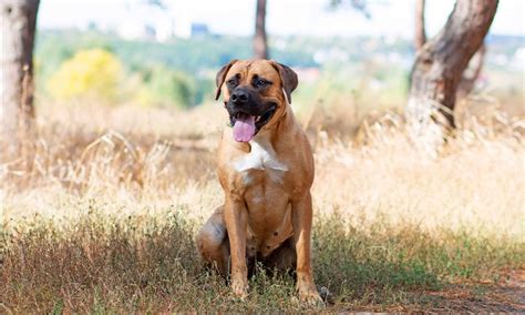 Boerboel Dog Breed Traits Care Health And History Bechewy