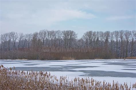 Marsh Landscape With Bare Winter Trees And Covered In Snow And Pool