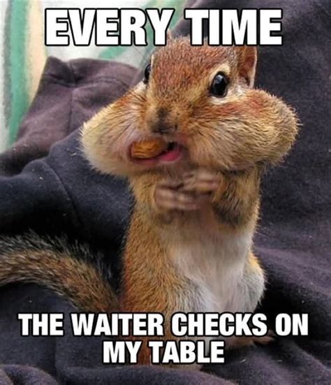 30 Squirrels Memes And Photos That Will Drive You Nuts Squirrel Funny