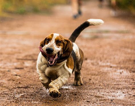 Royalty Free Basset Hound Pictures Images And Stock Photos Istock