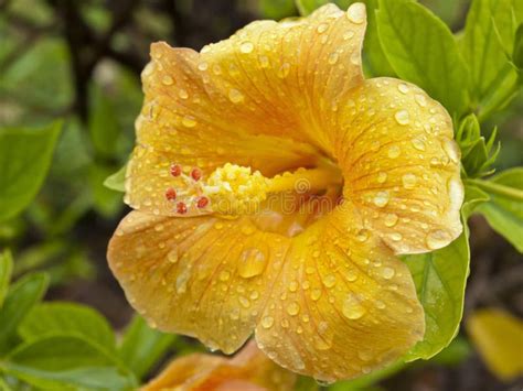 Yellow Hibiscus Flower Stock Photo Image Of Colorful 21127102